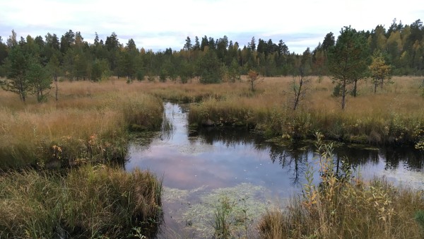 Peatlands in Russia