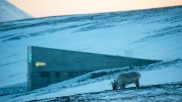 A reindeer in front of the seedbank