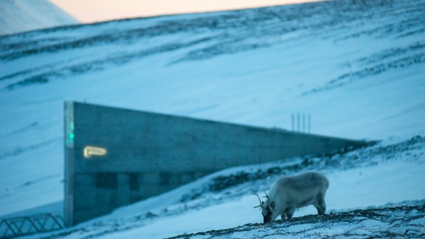 A reindeer in front of the seedbank