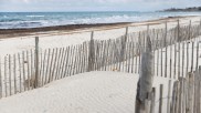 Fences from pinewood for coastal protection
