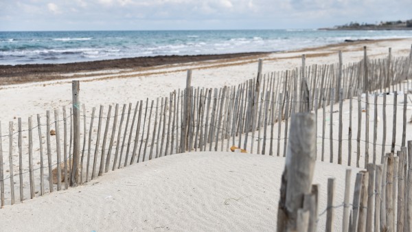 Fences from pinewood for coastal protection