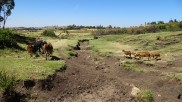 Weideland mit Erosionsrinne in Äthiopien