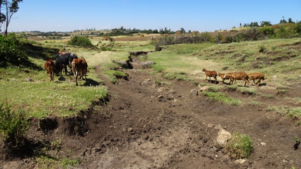 Weideland mit Erosionsrinne in Äthiopien