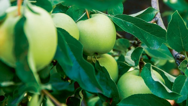Green apples hanging on a tree