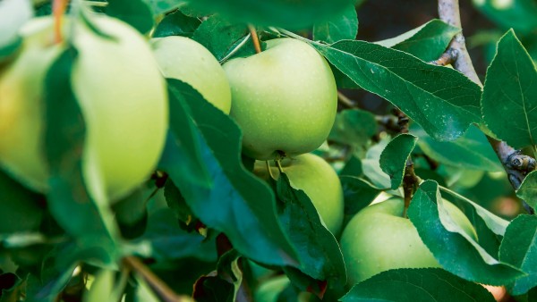 Green apples hanging on a tree