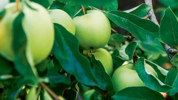 Green apples hanging on a tree