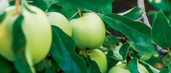 Green apples hanging on a tree