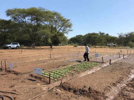 Testing plot for organic agriculture in Zimbabwe