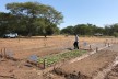 Testing plot for organic agriculture in Zimbabwe