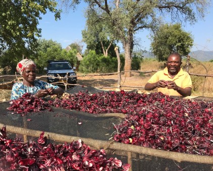 Zimbabwe flowers