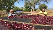 Zimbabwe flowers