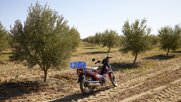 Olivenplantage in der Nähe des Staudamm Sidi Saad, die mit dem Wasser des Sees bewässert wird.