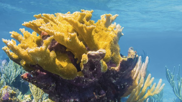 Coral reef in Belize