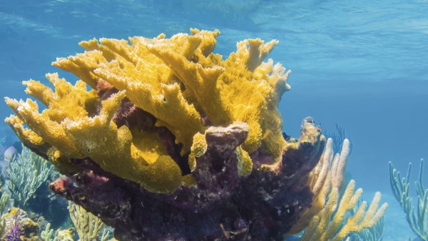 Coral reef in Belize