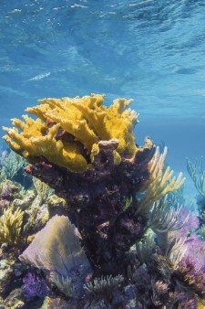 Coral reef in Belize