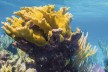Korallenriff im Atlantik vor Belize