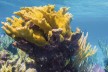 Coral reef in Belize