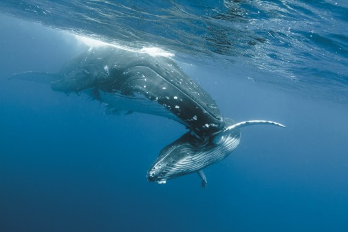 Humpback whale mother and calf