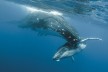 Humpback whale mother and calf