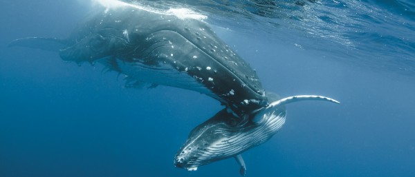 Humpback whale mother and calf