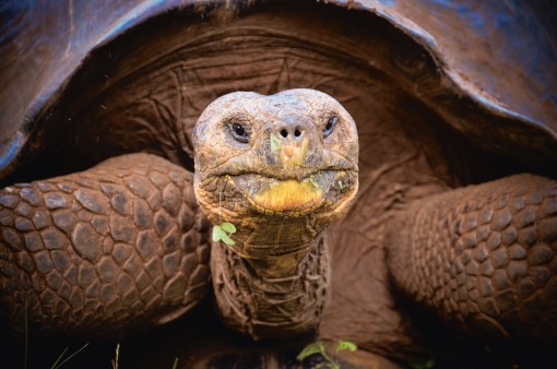 Galapagos-Schildkröte