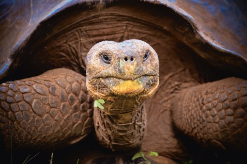 Galapagos turtle