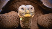 Galapagos-Schildkröte