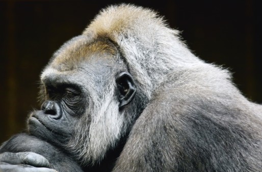 Gorilla im Ostkongo