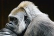 Gorilla in Eastern Congo