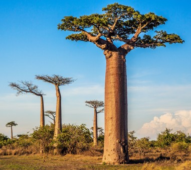 Ein Baobab-Baumi in Madagaskar