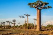 Ein Baobab-Baumi in Madagaskar