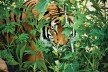 Sumatran tiger hiding