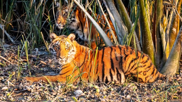 Two Tigers