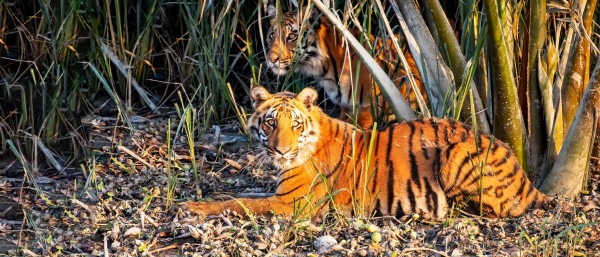 Two Tigers