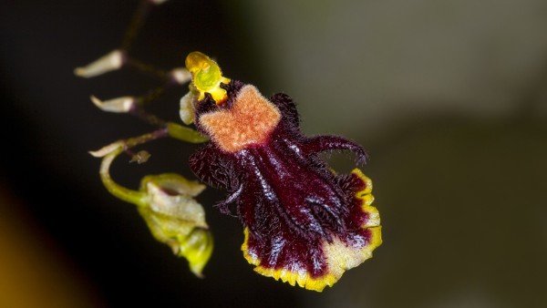 Blüte der Orchidee Tolumnia henekenii 