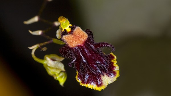 Blüte der Orchidee Tolumnia henekenii 