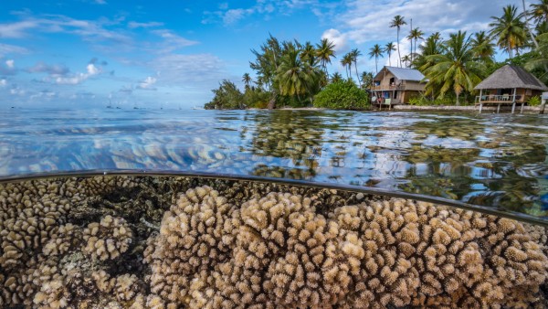 Blue Action Fund Pacific coral reef