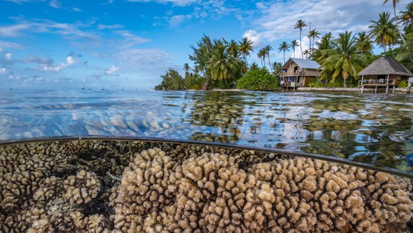 Blue Action Fund Pacific coral reef