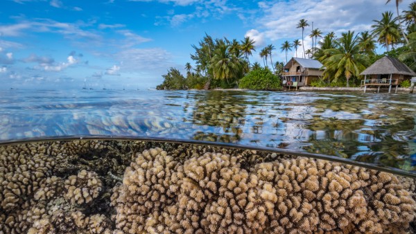 Blue Action Fund Pacific coral reef
