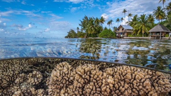 Blue Action Fund Pacific coral reef