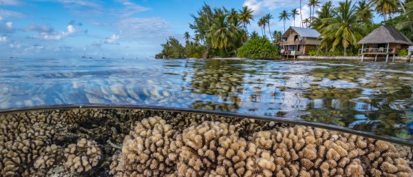 Blue Action Fund Pacific coral reef