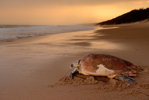 Loggerhead Schildkröte Isimangaliso