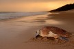 Loggerhead Turtle Isimangaliso