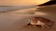 Loggerhead Turtle Isimangaliso