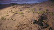 Baby Loggerhead Turtles iSimangaliso