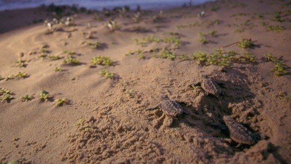 Baby Loggerhead Turtles iSimangaliso