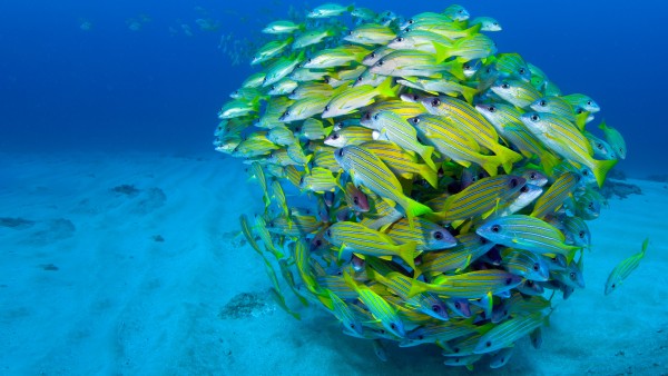 underwater photograph of a shoal of fish