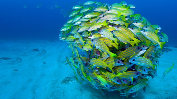 underwater photograph of a shoal of fish