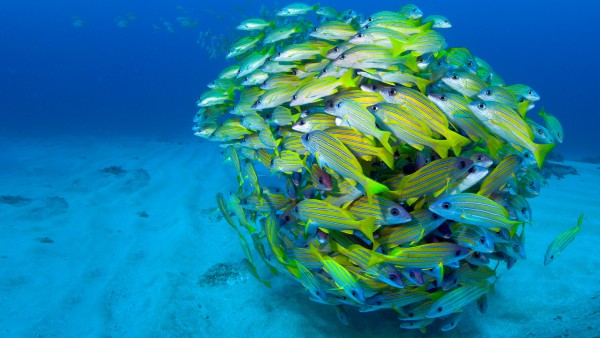 underwater photograph of a shoal of fish