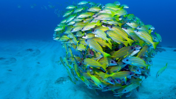 underwater photograph of a shoal of fish